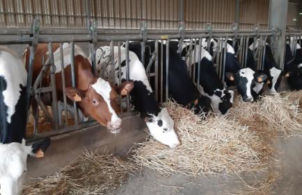 Gite Perle de l'Ecaillon - Foto 15