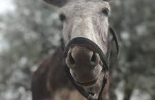 La Cuadra de Finca Don Carmelo - Foto 30