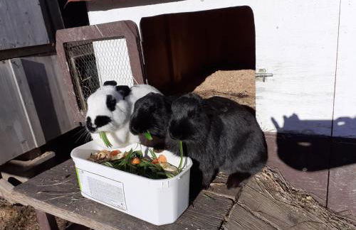 Ponyhof Schöllang - Foto 31