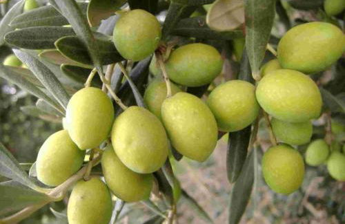 Tenuta Sidore - Foto 118