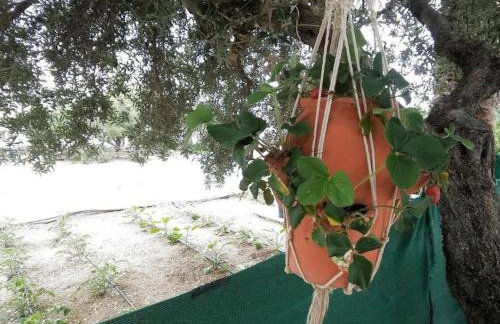 Apartments With Garden View, Creta, Ierapetra - Foto 13