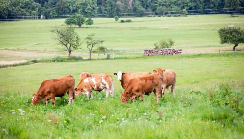 Ferienwohnungen Schmitt in Ehrenberg - Foto 4