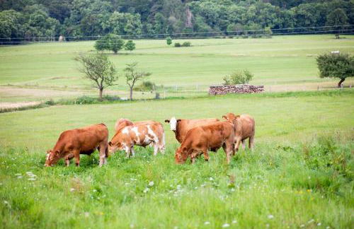Ferienwohnungen Schmitt in Ehrenberg - Foto 4