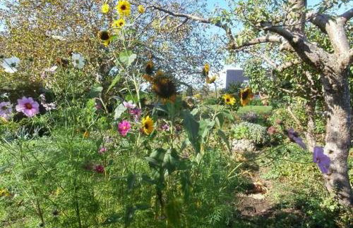 Familien-Ferienhaus unweit vom Kummerower See - Foto 2