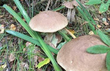 Willa w Brzozach Sznurki Spokojna 1 - Chmielno, Kaszuby, dom, jezioro - Foto 41