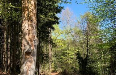 Ferienwohnung im Zentrum von Sonneberg - Photo 15