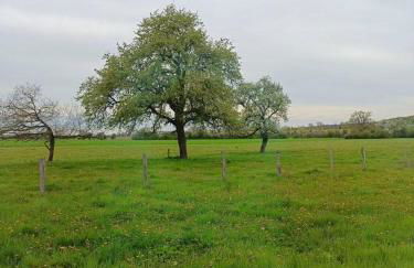 Les hirondelles - Foto 43