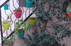 Le camelie - Foto 43