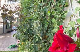 La Paratá Suites Mojácar - Foto 41