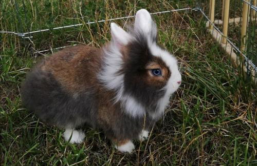 Mariolas Tinyhouse - Foto 37