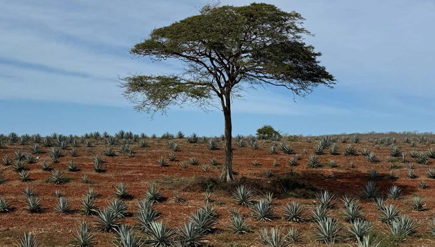 Campo di agave con albero al centro