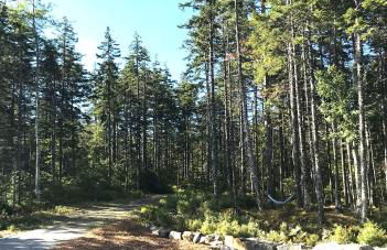 Shackmatack - Foto 3