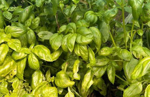 Historic Farmhouse Casa Del Chiodo - Foto 73