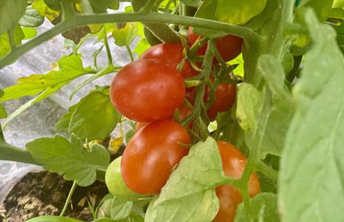 Incanto del Garda - Foto 62