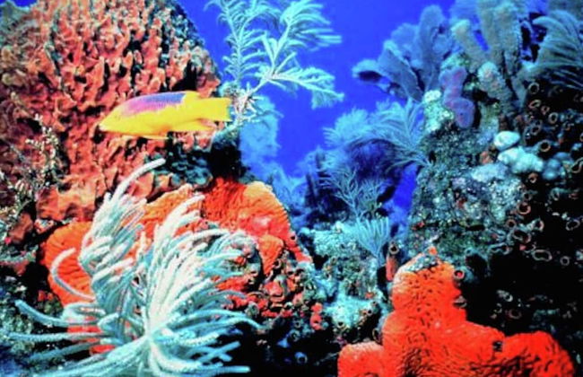 Holiday Home With sea View - Foto 36