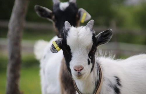 Tiny House Kotten Kunterbunt - Foto 11