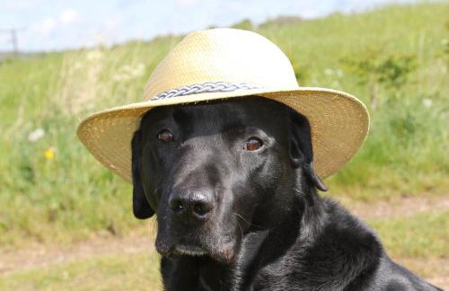 Lane End Cottage, Ovington - Foto 57