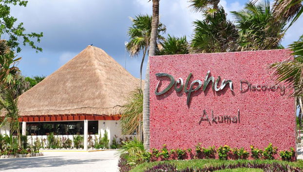Delfin Royal Swim im Grand Sirenis Akumal-Tulum - Foto 2