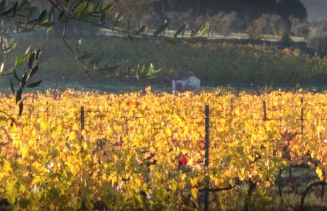 La Capannaccia - Foto 33