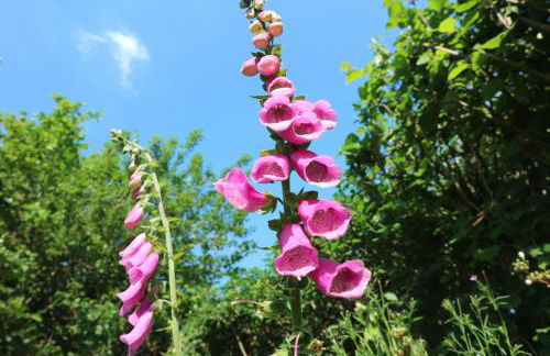 Stunning Barn Conversion with HOT TUB and ALPACAS - Ty Cerrig Barn - Photo 43