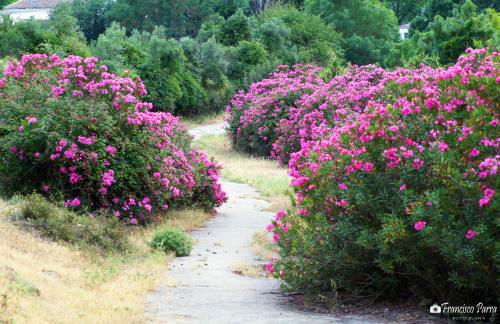 Casa Rural Los Cipreses - Photo 39