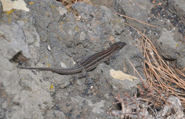 Casa Mar y Sol aan Zee - Foto 10