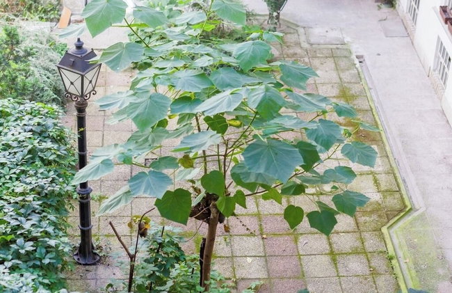 Real Apartments Wesselényi IV. - Photo 18