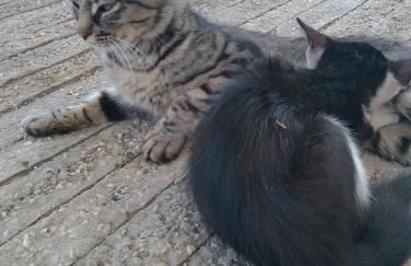 Minicasa nella fattoria - Foto 24