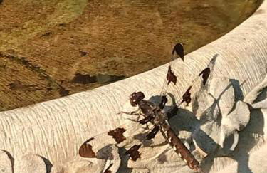 Lock Keepers Cottage on C&O Canal/Potomac River - Foto 52