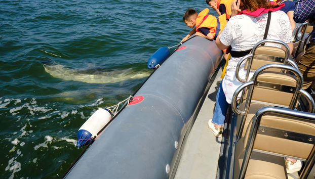 See these animals up close