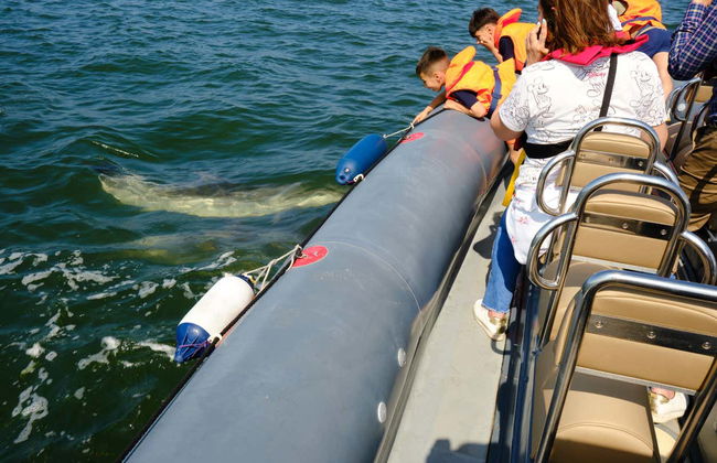 Sado Estuary Dolphin Watching - Foto 2