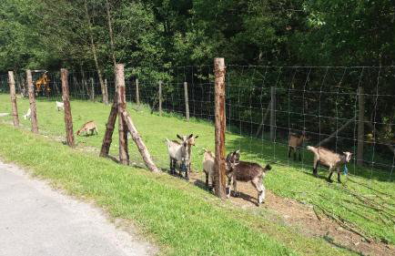 Agroturystyka,, Ranczo Kruszynki" - Foto 36