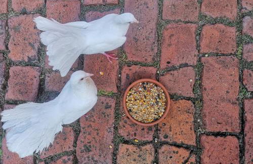 Rose Cottage Tuscany - Foto 62