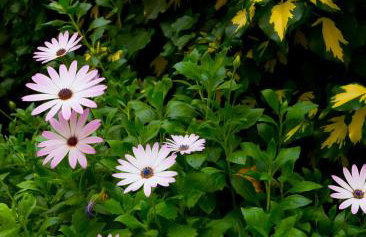 Apartment Michelle - Foto 39