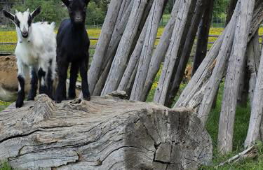 Hüttenwiesenhof Ketterer - Photo 23