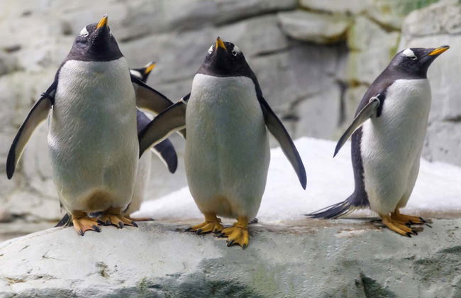 Selwo Marina Ticket - Photo 10