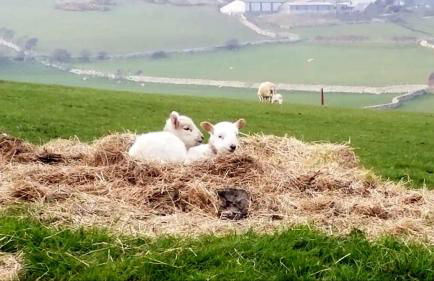 Yr Hen Beudy - Foto 8