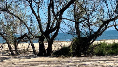 Sweet Home Pia - Photo 2