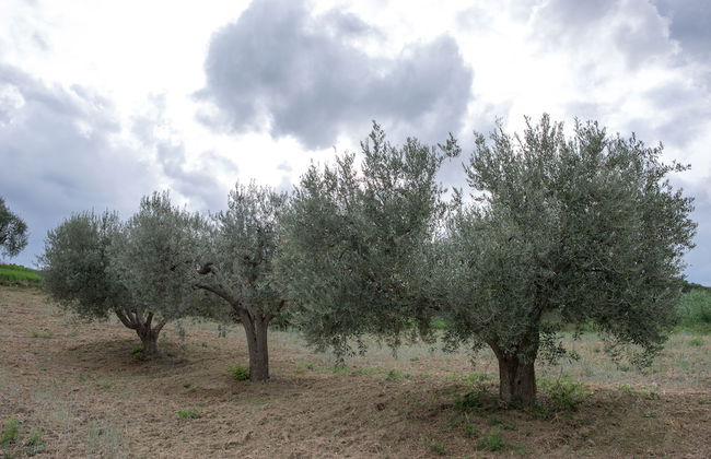 Società Agricola Zucchera S.S. - Foto 7