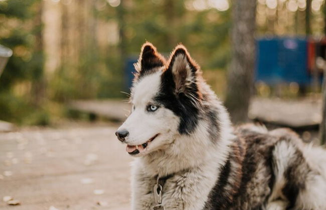 Pastorskoe Lake Holiday Park - Foto 52