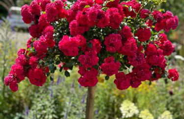 Gemütliche Ferienwohnung im Hunsrück - Foto 47