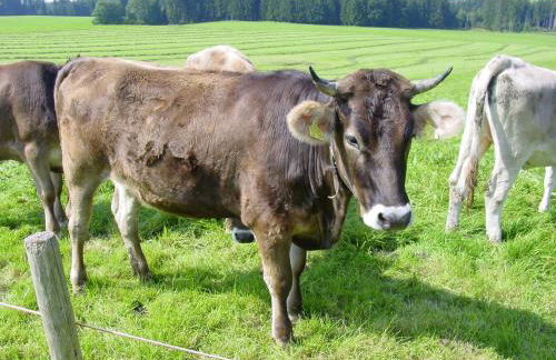 Andreashof - Foto 31