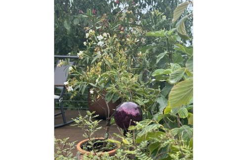 Apartment in Geisenheim with swimming pool - Foto 3