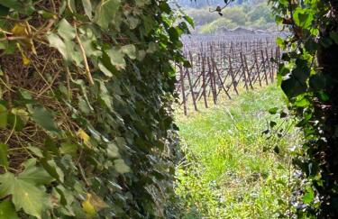 Ecolodge "Les Treilles Monet" Gîte insolite en Champagne à proximité d'Epernay - Foto 14
