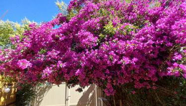 Studio avec rez de jardin - Foto 3, Garden view