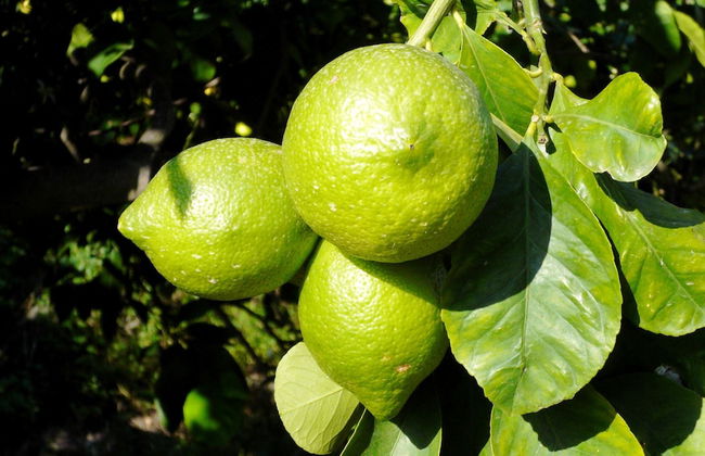 La Terra del Mezzo - Foto 34