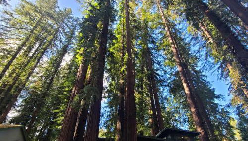 Dhyana Redwoods Fire Table Nearby River Access Ping Pong & Arcade Games - Foto 5, Other