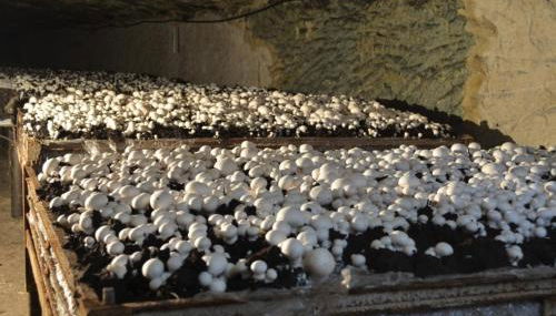 Maison rénovée en tuffeau - Foto 2