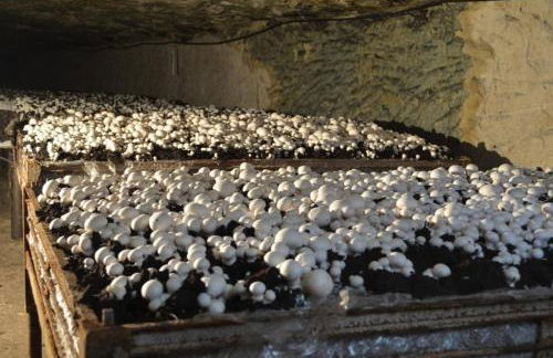 Maison rénovée en tuffeau - Foto 2