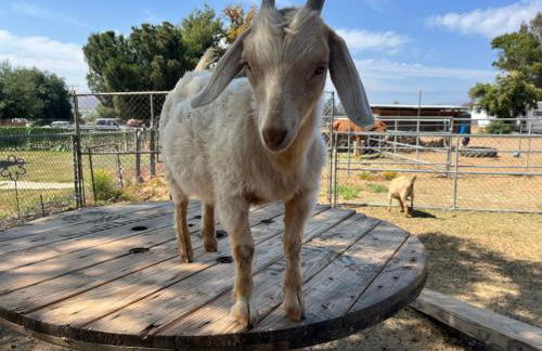 Peaceful & Cozy 3 bedroom Ranch-Home w/Fireplace - Foto 30